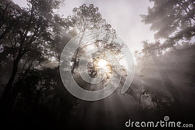 morning rays through forest with mist Stock Photo