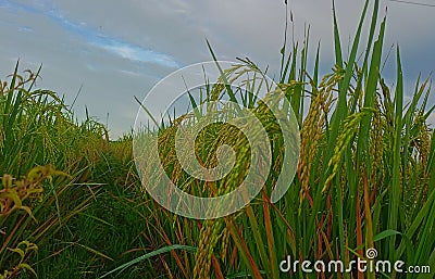 Morning at the rice field ripening Stock Photo