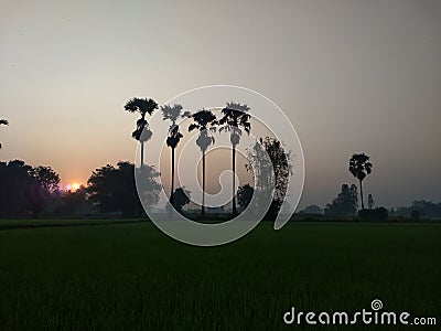 Morning rice field Stock Photo