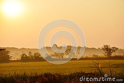 Morning rice field view, Chiang Rai Stock Photo