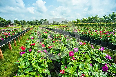 Morning at Sa Dec flower village Stock Photo