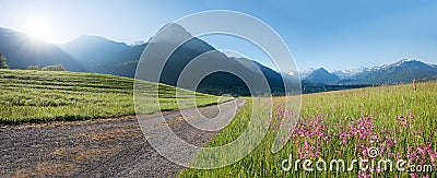 Morning scenery with wildflower meadow, view to allgau alps Oberstdorf Stock Photo