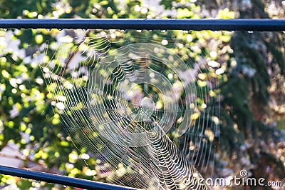 Morning spider web Stock Photo
