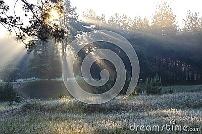 Morning in the spring forest Stock Photo