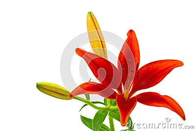 Morning star lily (lilium concolor) Stock Photo