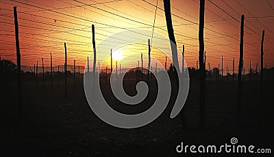 Morning Sun East against the empty field of Styrian hops. These hops are used by the renowned Haineken brewery and many other Stock Photo