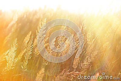 The morning sun rays in the high grass Stock Photo