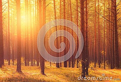 Morning sun shine in forest Stock Photo