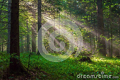 Morning Sunlight Stock Photo