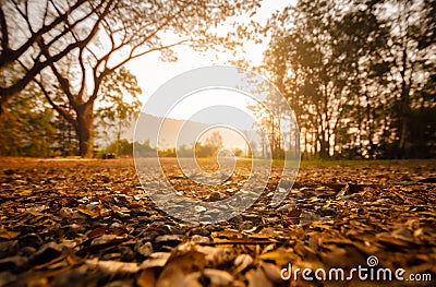 Morning sunrise light in the countryside Shines against small pebbles and leaves Warm feeling Stock Photo