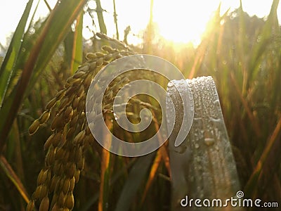 Morning sunrise light through rice plant and foggy and water drop Stock Photo