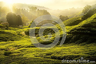 Morning sunrise and The tree and green tea farm Stock Photo