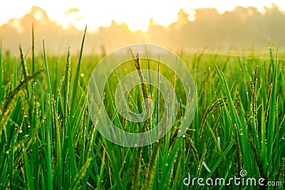 Morning sunshine in lush green fields. Stock Photo