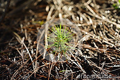 Morning sunshine on pine tree. Stock Photo