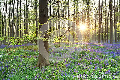 Morning sunshine in spring flowering forest Stock Photo