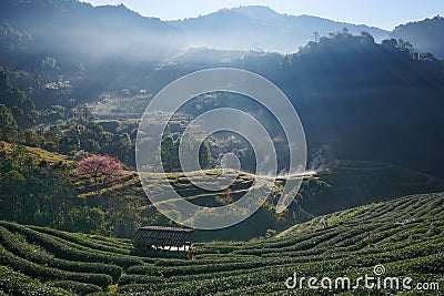 Morning at Tea plantation Doi Angkhang. Stock Photo