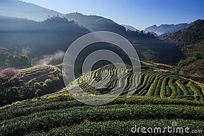 Morning at Tea plantation Doi Angkhang. Stock Photo