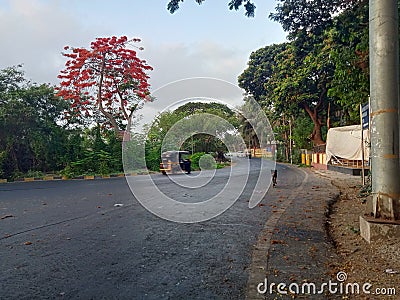 Morning time weau red flowe tree Stock Photo