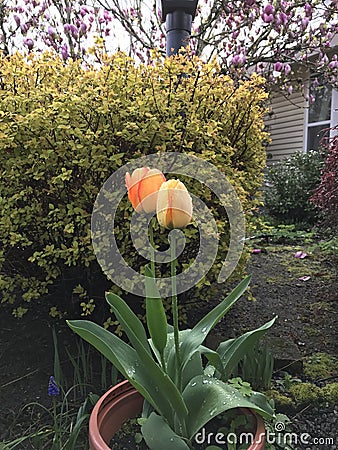Morning tulip 2 Stock Photo