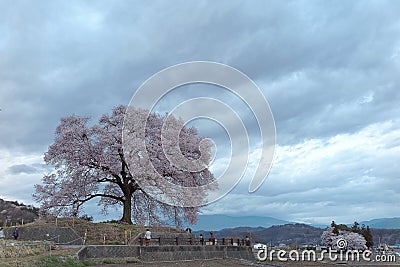Morning view of beautiful Wanitsuka Sakura cherry tree standing alone in the rural area of Nirasaki City with village Stock Photo