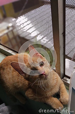 Morning view Chester just chillin on the window Stock Photo