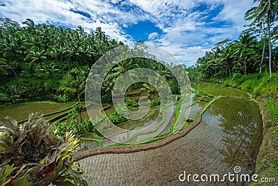 Morning view over beautiful rice terraces. Stock Photo