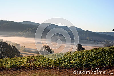 Morning Vineyards Stock Photo