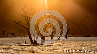 Morning visit of Deadvlei with its multicentenary trees acacias that have dried on site Stock Photo