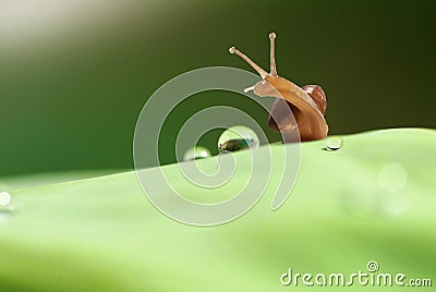 Morning water droplets Stock Photo