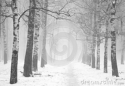 Morning winter mist in birch forest black and white Stock Photo