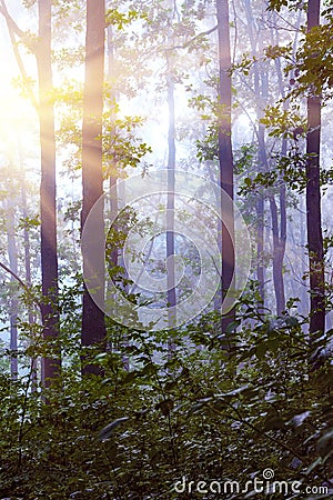 Morning in the woods. Fog in the woods. The sun`s rays in the morning forest penetrate through the trees_ Stock Photo