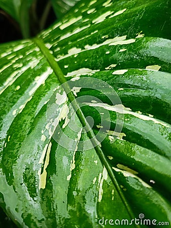 Mornings green freshness texture Stock Photo