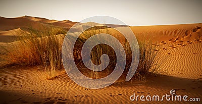 A moroccan desert scenery with desert grass plantation, dunes on Stock Photo