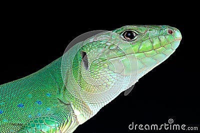 Moroccan eyed lizard Timon tangitanus Stock Photo