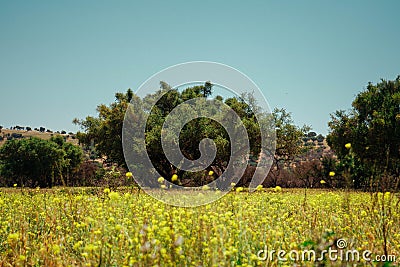 The Moroccan field is home to argan trees Stock Photo