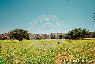 The Moroccan field is home to argan trees Stock Photo