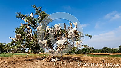 Moroccan goats in an Argan tree eating Argan nuts Stock Photo