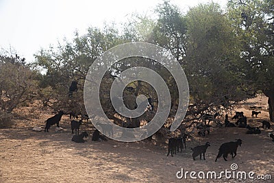 Moroccan goats in an Argan tree eating Argan nuts Stock Photo