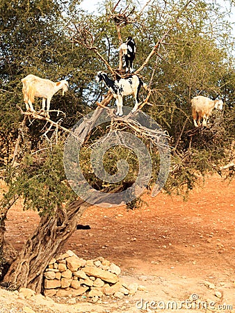 Moroccan goats Stock Photo