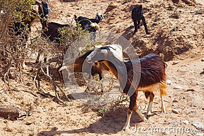 Moroccan goats looking for food among the desert sandy territories. Essaouira, Morocco Stock Photo