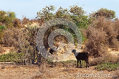 Moroccan goats looking for food among the desert sandy territories. Essaouira, Morocco Stock Photo
