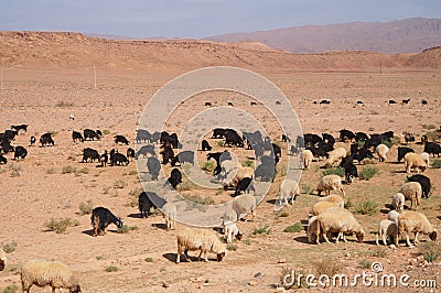 Moroccan goats near oasis in Tineghir , Morocco Stock Photo