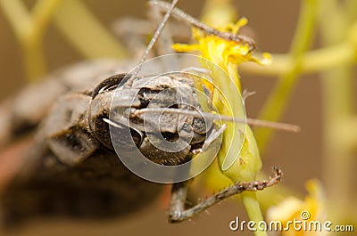 Moroccan locust eating a flower. Stock Photo