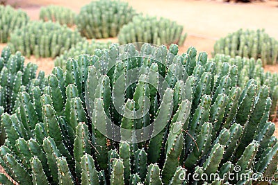 Moroccan Mound Cactus plant Stock Photo