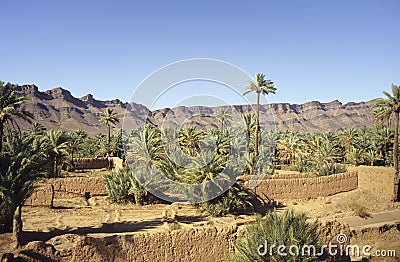 Moroccan palm grove Stock Photo