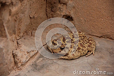 Moroccan Spade foot Toad Stock Photo