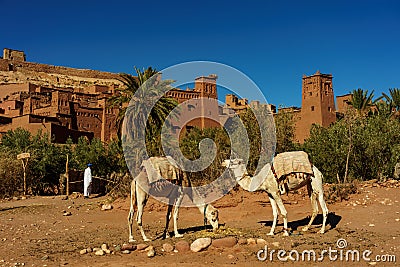 Morocco. Camels in front of the village of Ait Benhaddou Editorial Stock Photo