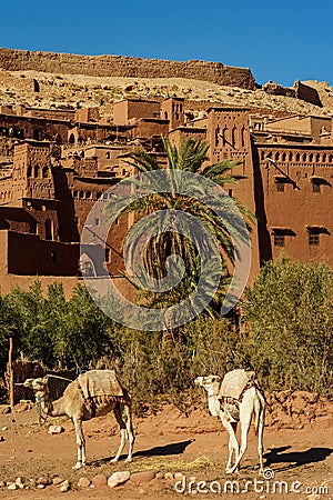 Morocco. Camels in front of the village of Ait Benhaddou Stock Photo