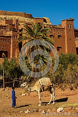 Morocco. Camels in front of the village of Ait Benhaddou Editorial Stock Photo