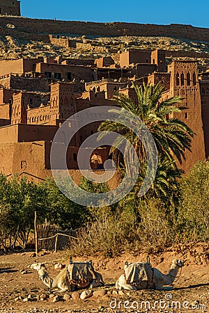 Morocco. Ksar Ait Ben Haddou. Camels in front of the village of Ait Ben haddou Editorial Stock Photo